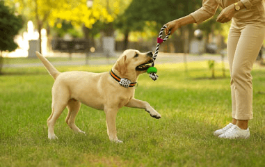 Roadcast pet tracker device providing real-time location tracking, geofencing, and instant alerts to ensure the safety of pets